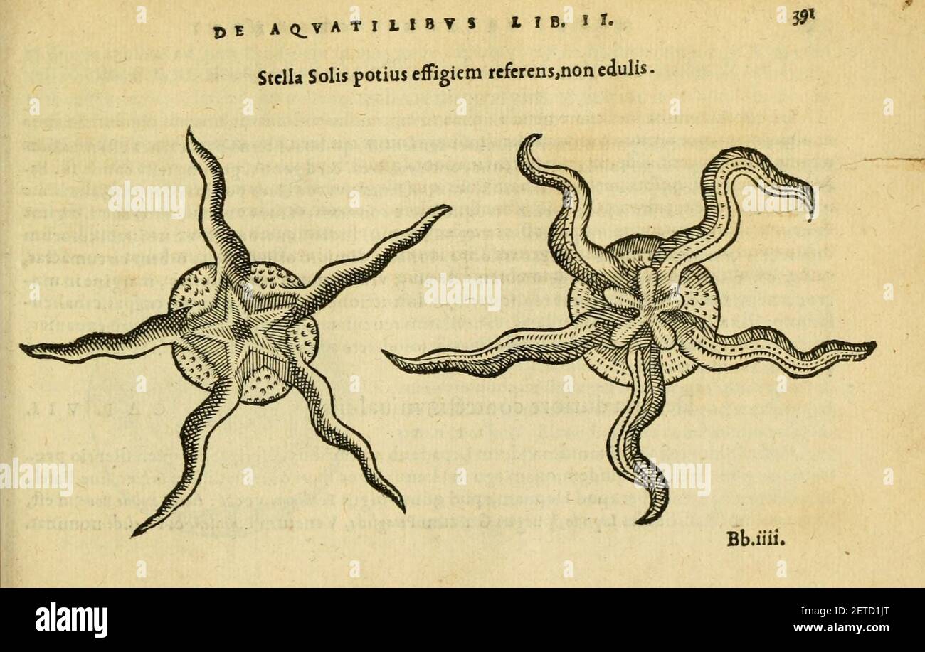 Petri Bellonii Cenomani De aquatilibus (Page 391, Fig. 156) Stock Photo