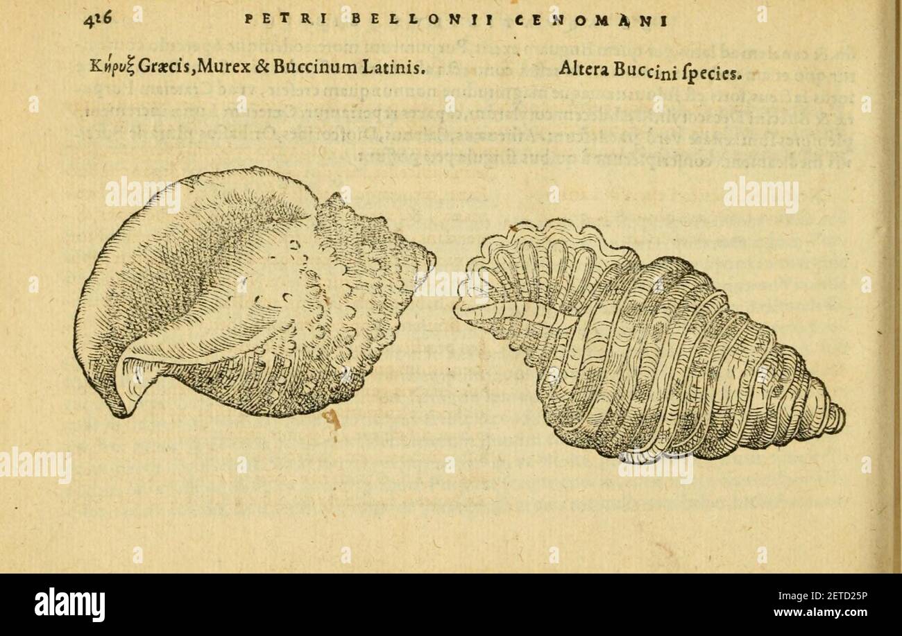 Petri Bellonii Cenomani De aquatilibus (Page 426, Fig. 173) Stock Photo