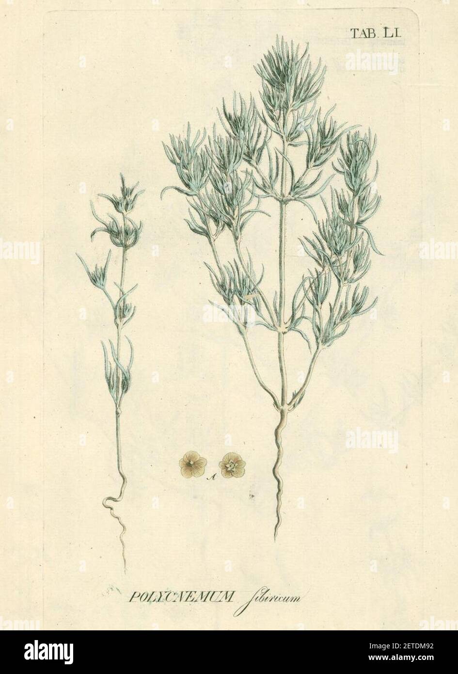Petrosimonia sibirica as Polycnemum sibiricum. Stock Photo