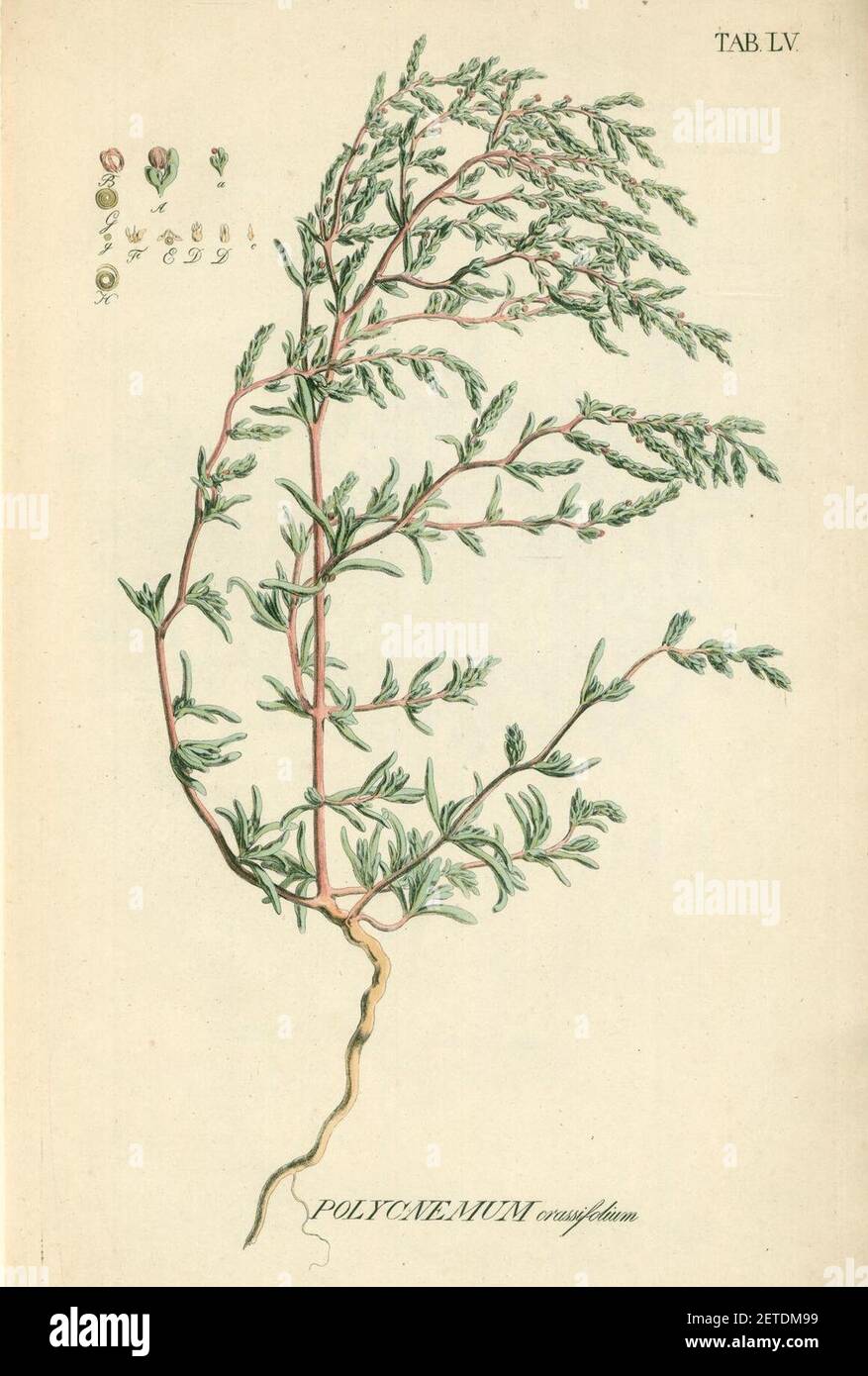 Petrosimonia oppositifolia as Polycnemum crassifolium. Stock Photo