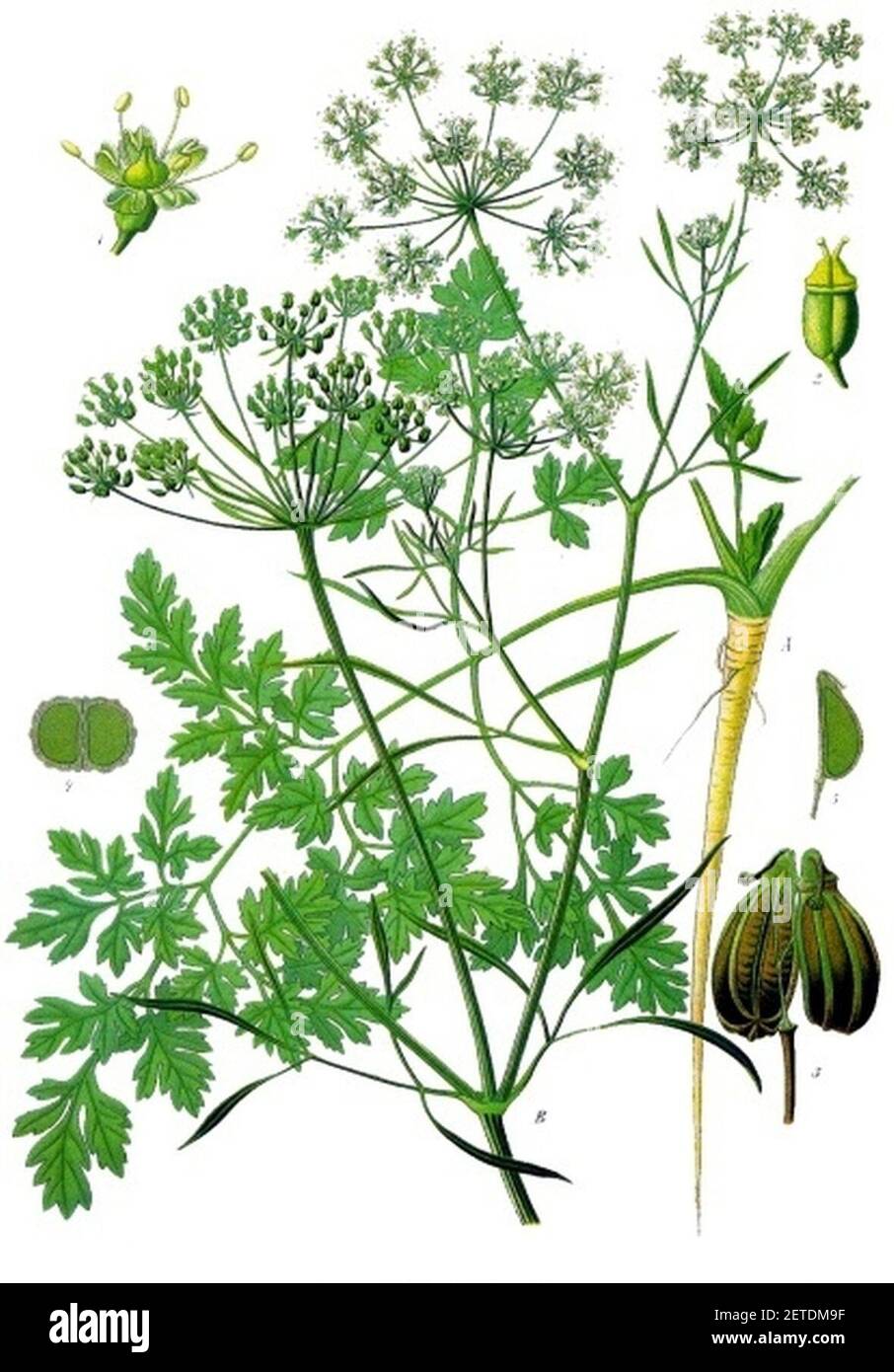 Petroselinum crispum - Köhler–s Medizinal-Pflanzen-103. Stock Photo