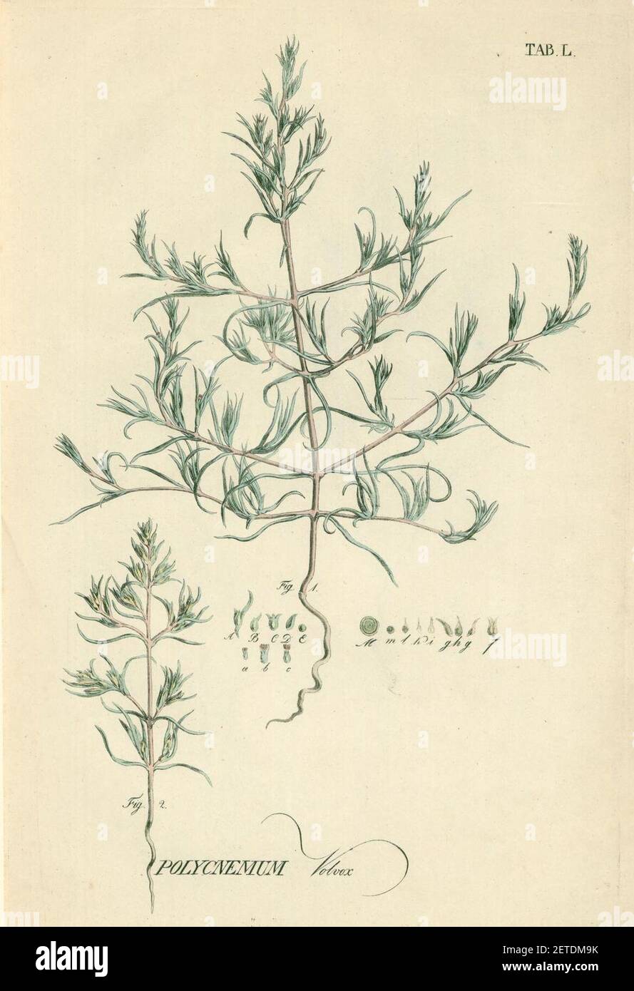 Petrosimonia triandra as Polycnemum volvox. Stock Photo