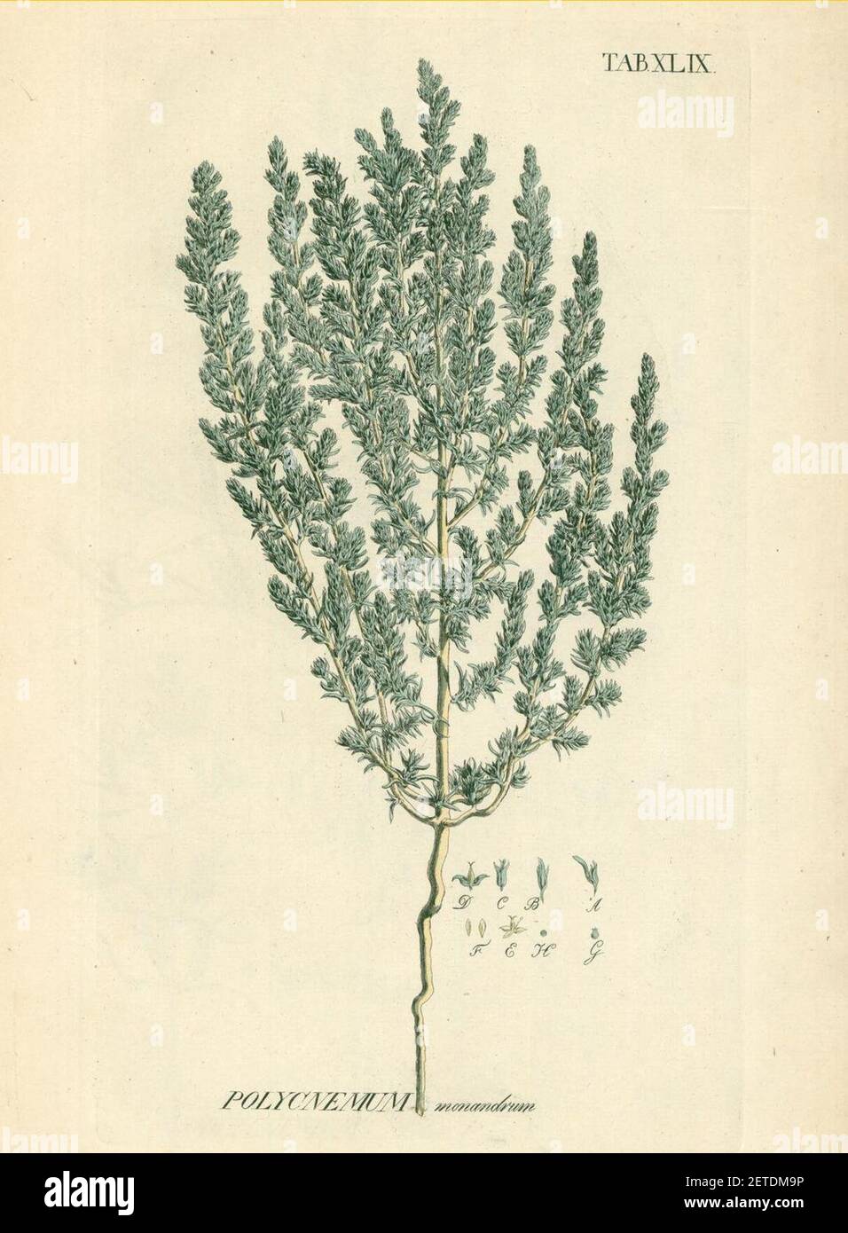 Petrosimonia monandra as Polycnemum monandrum. Stock Photo