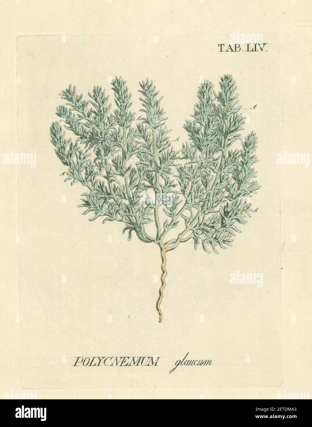 Petrosimonia glauca as Polycnemum glaucum. Stock Photo