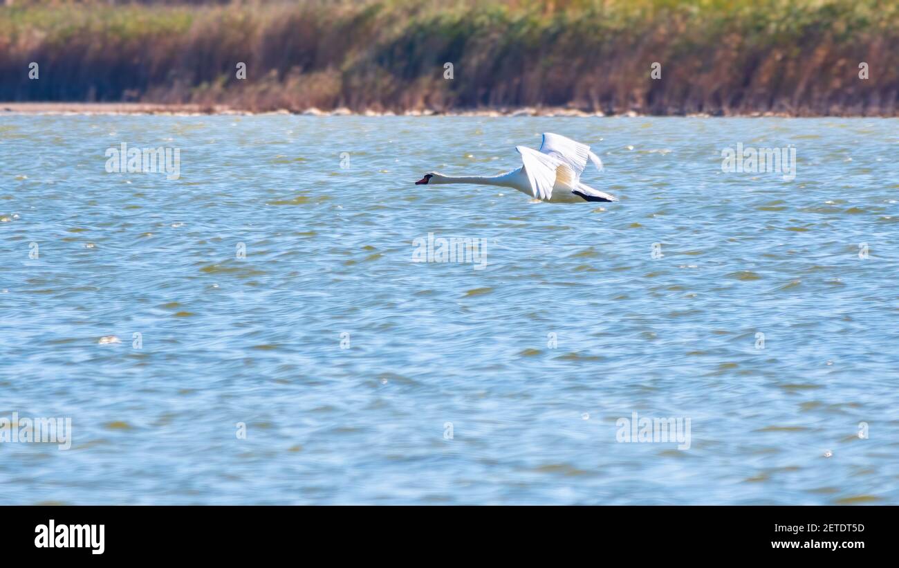 A mute swan in flight just after taking off from a lake. The mute swan
