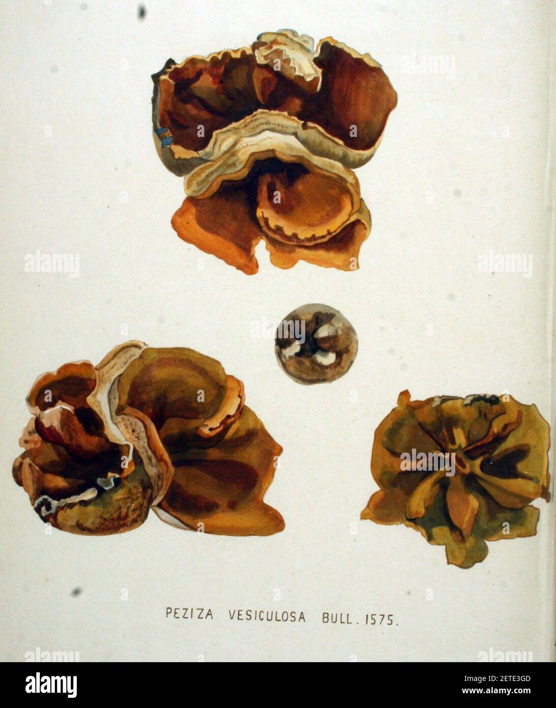 Peziza vesiculosa — Flora Batava — Volume v20. Stock Photo