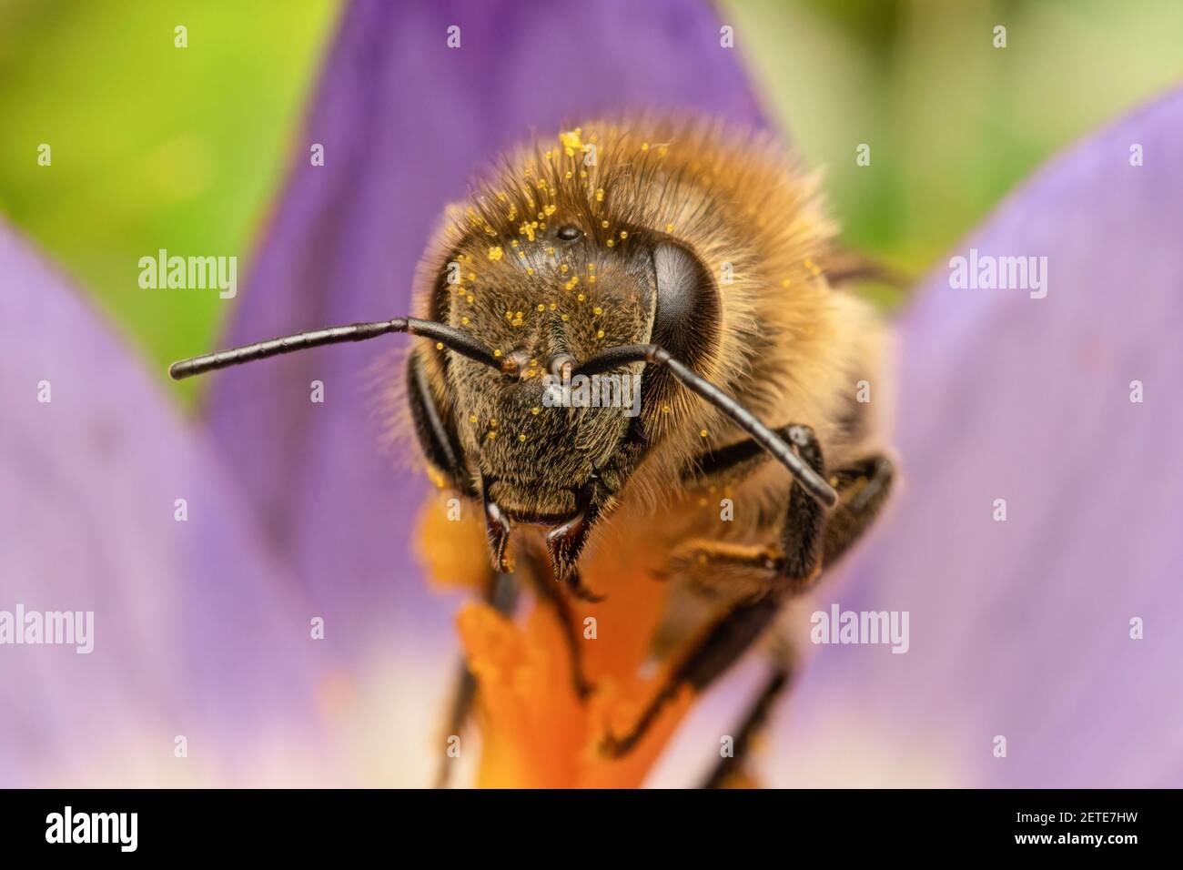 Alkali Bee (Nomia melanderi) on Alfalfa Flower Stock Photo
