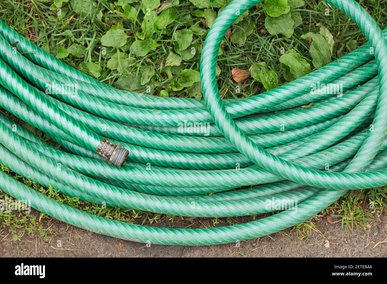 Coiled green rubber garden watering hose with brass male shank on grass