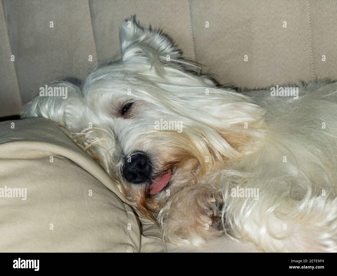 Dog sleeping in his bed Stock Photo Alamy