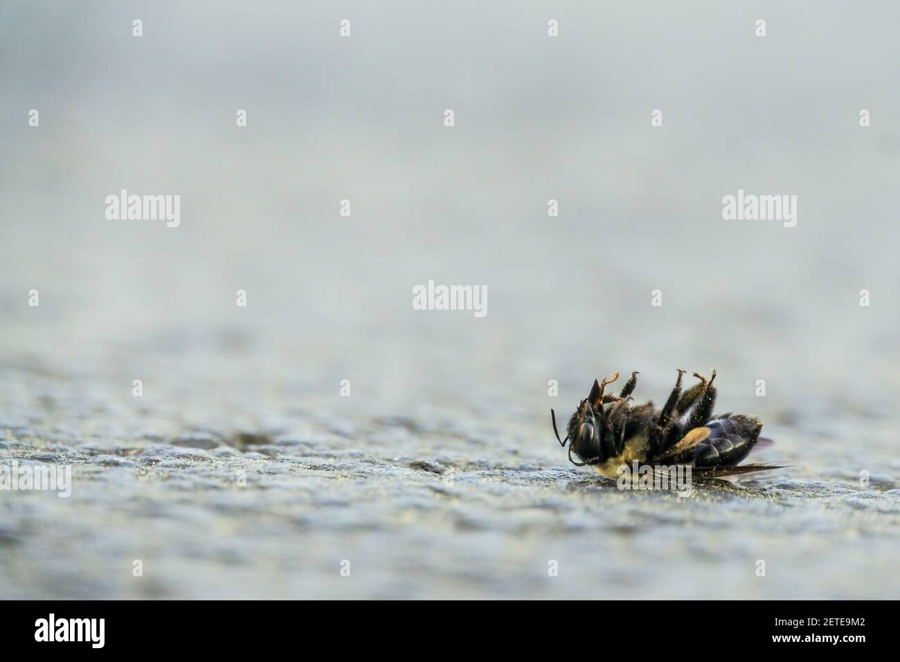 A closeup shot of a dead bee on the ground Stock Photo