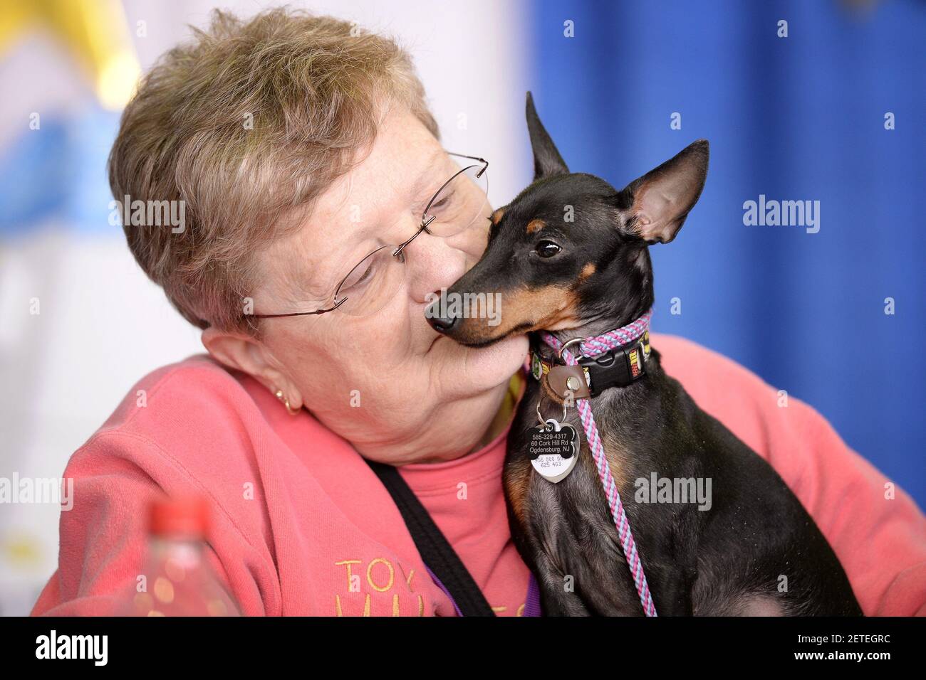 A woman cuddles with a Manchester Terrier named Katana during the 141th  Annual Westminster Kennel Club Dog Show at Pier 92 in New York, NY, on  February 11, 2017. (Photo by Anthony