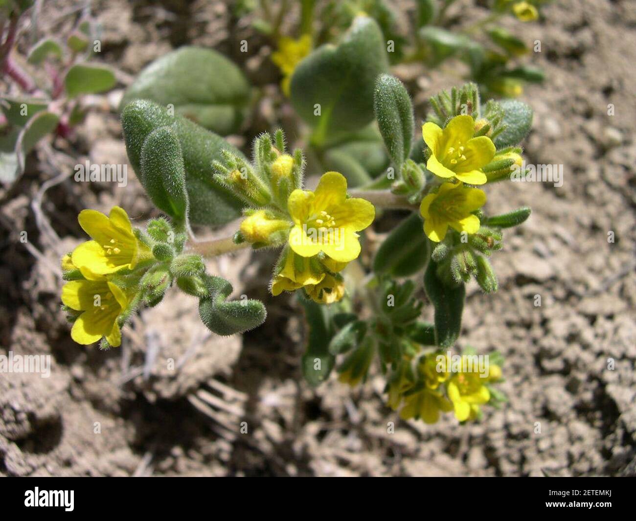 Phacelia lutea calva. Stock Photo