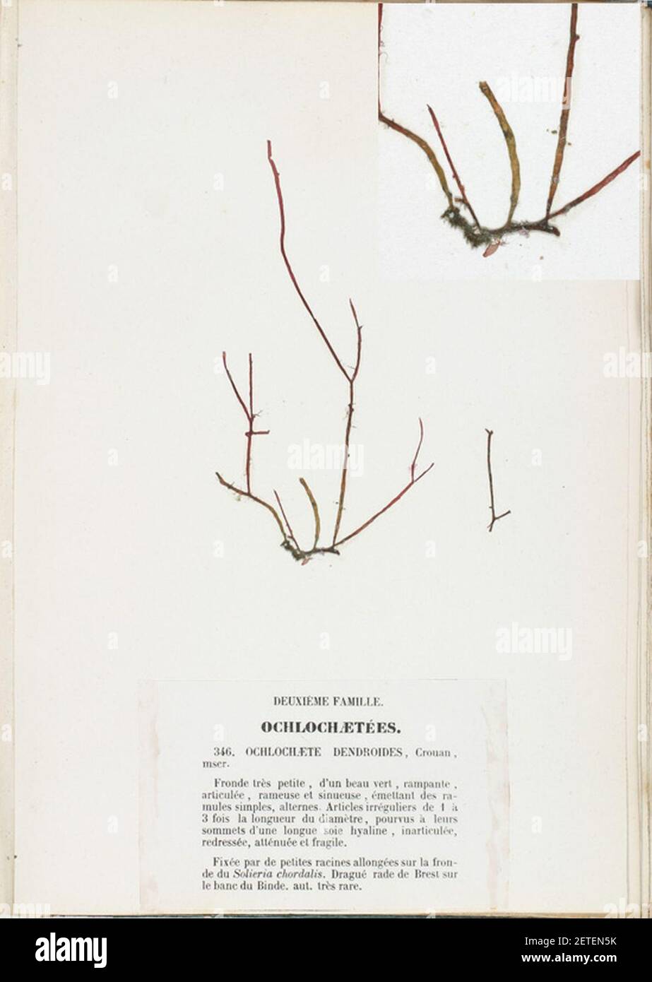 Phaeophila dendroides Crouan. Stock Photo