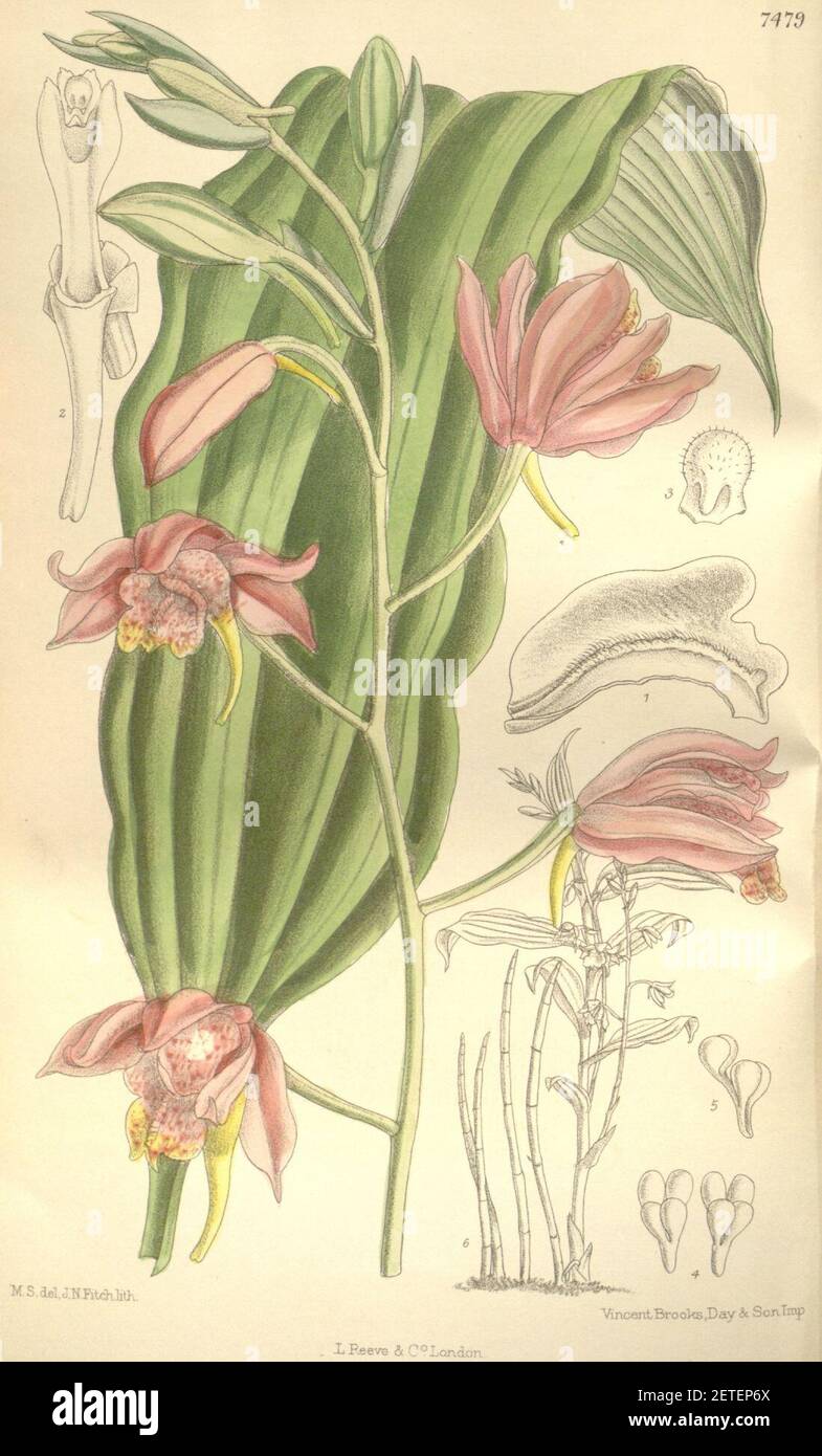 Phaius mishmensis (spelled Phajus mishmensis) - Curtis' 122 (Ser. 3 no. 52) pl. 7479 (1896). Stock Photo