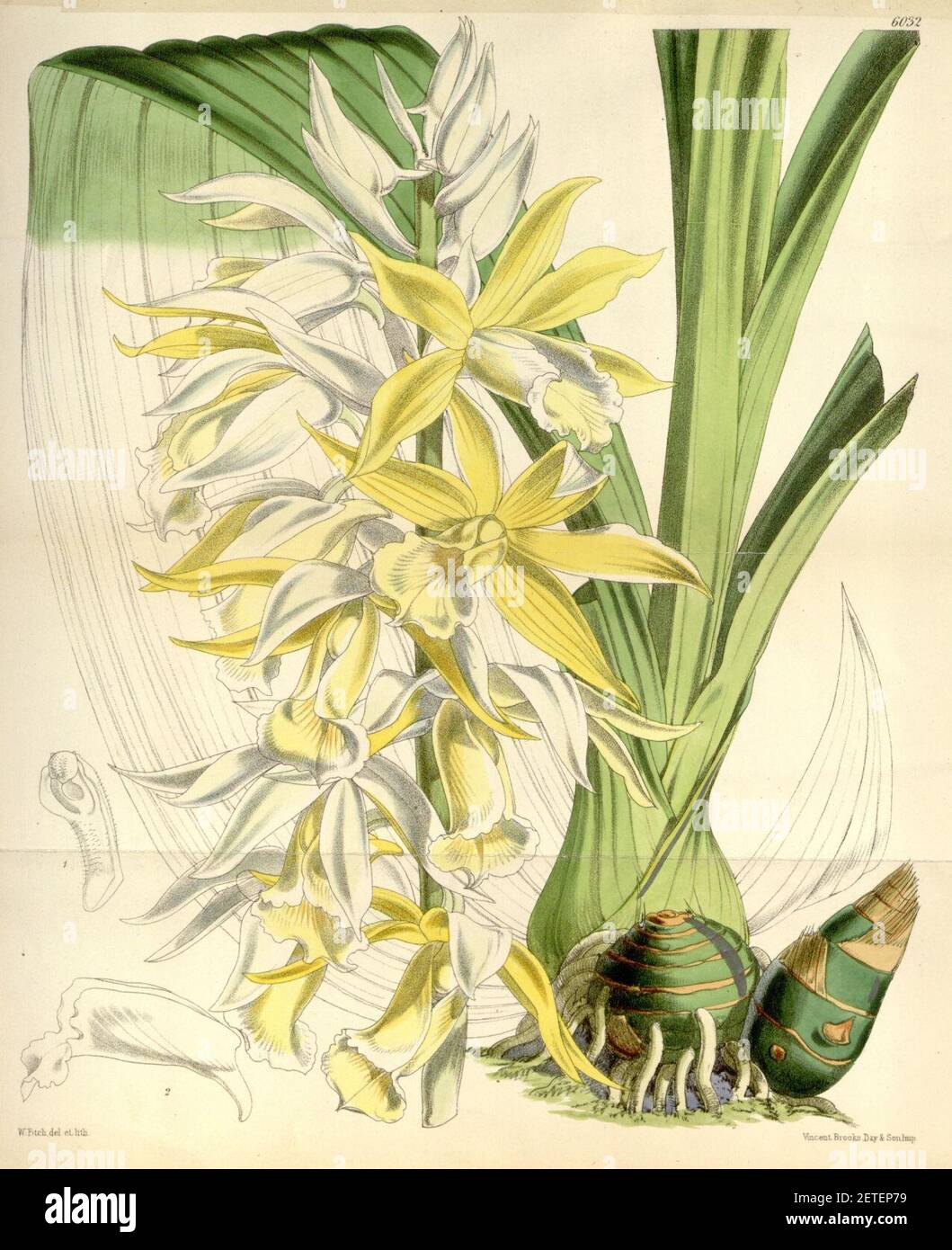 Phaius australis var. bernaysii (as Phaius blumei var. bernaysii) - Curtis' 99 (Ser. 3 no. 29) pl. 6032 (1873). Stock Photo