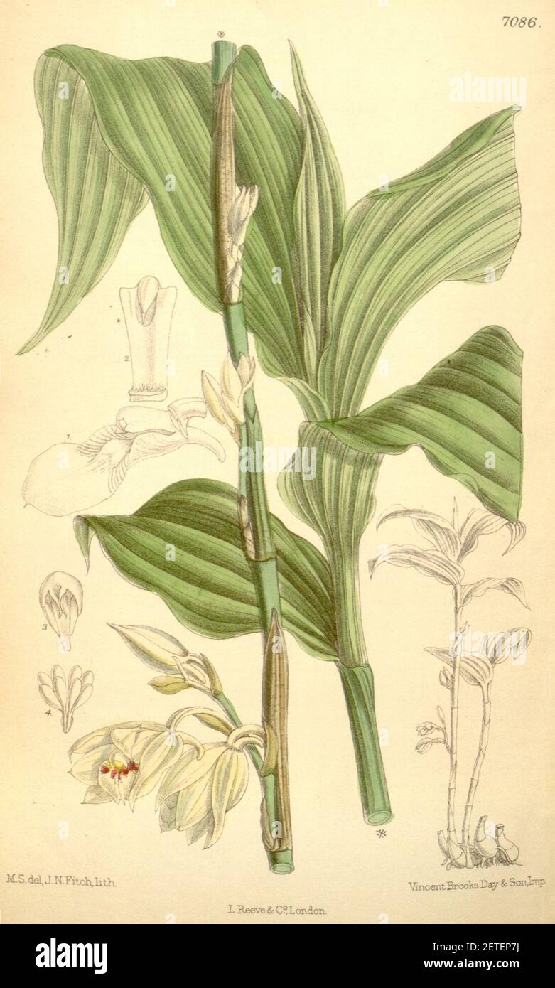 Phaius pauciflorus (spelled Phajus pauciflorus) - Curtis' 115 (Ser. 3 no. 45) pl. 7086 (1889). Stock Photo