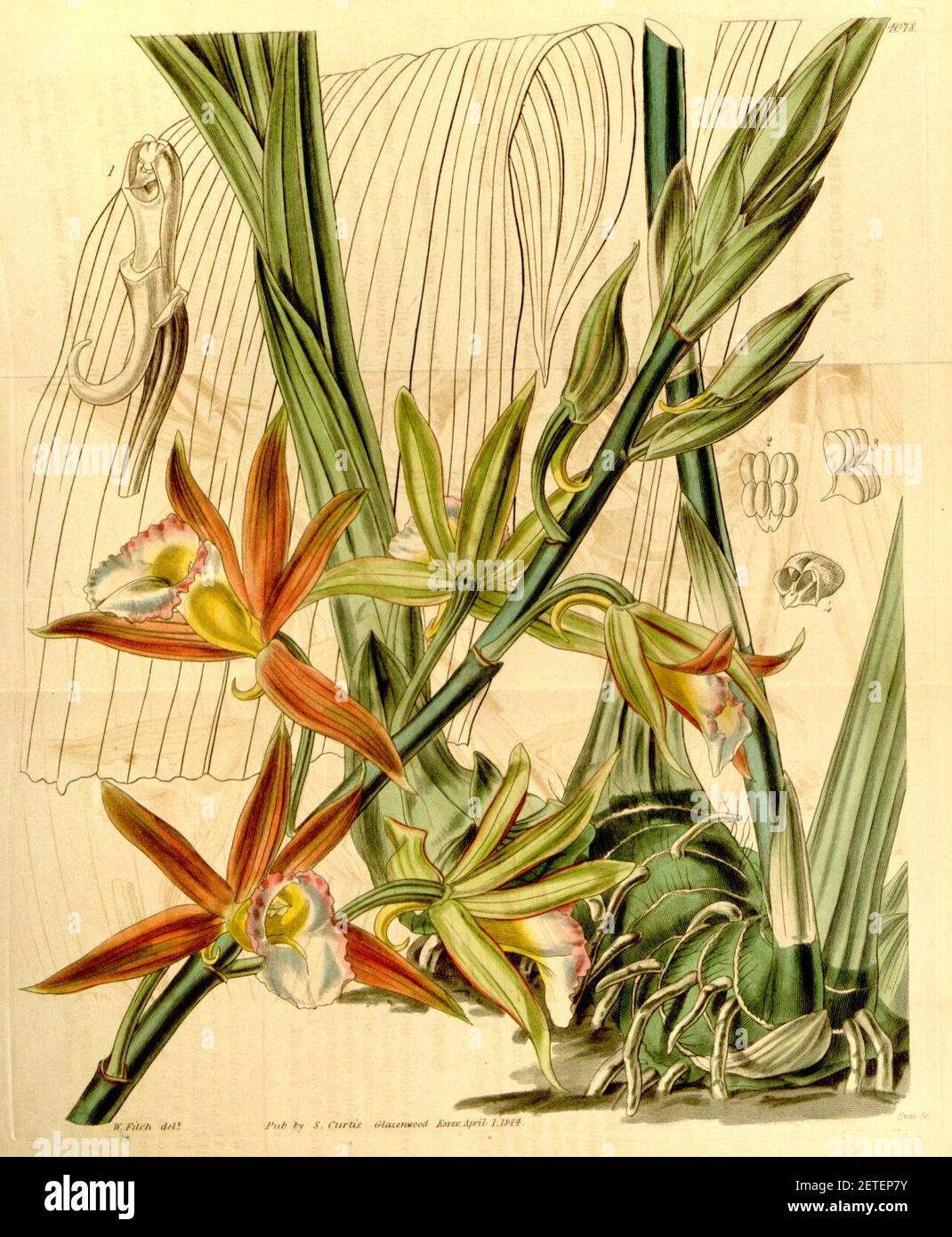 Phaius wallichii (as Phaius bicolor, spelled Phajus bicolor) - Curtis' 70 (N.S. 17) pl. 4078 (1844). Stock Photo
