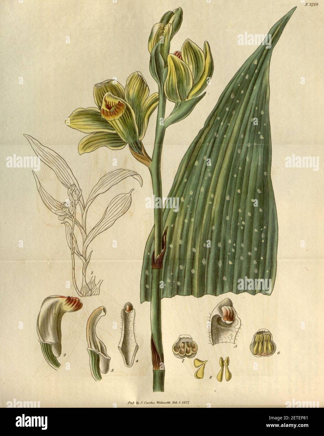 Phaius flavus (as Bletia woodfordii) - Curtis' 54 (N.S. 1) pl. 2719 (1827). Stock Photo