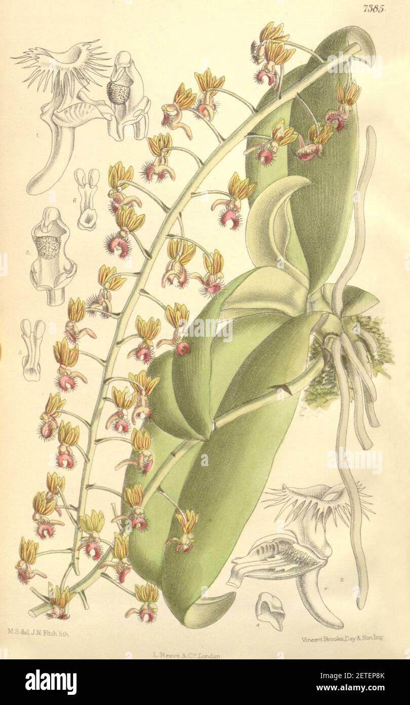 Phalaenopsis difformis var. difformis (as Ornithochilus fuscus) - Curtis' 120 (Ser. 3 no. 50) pl. 7385 (1894). Stock Photo
