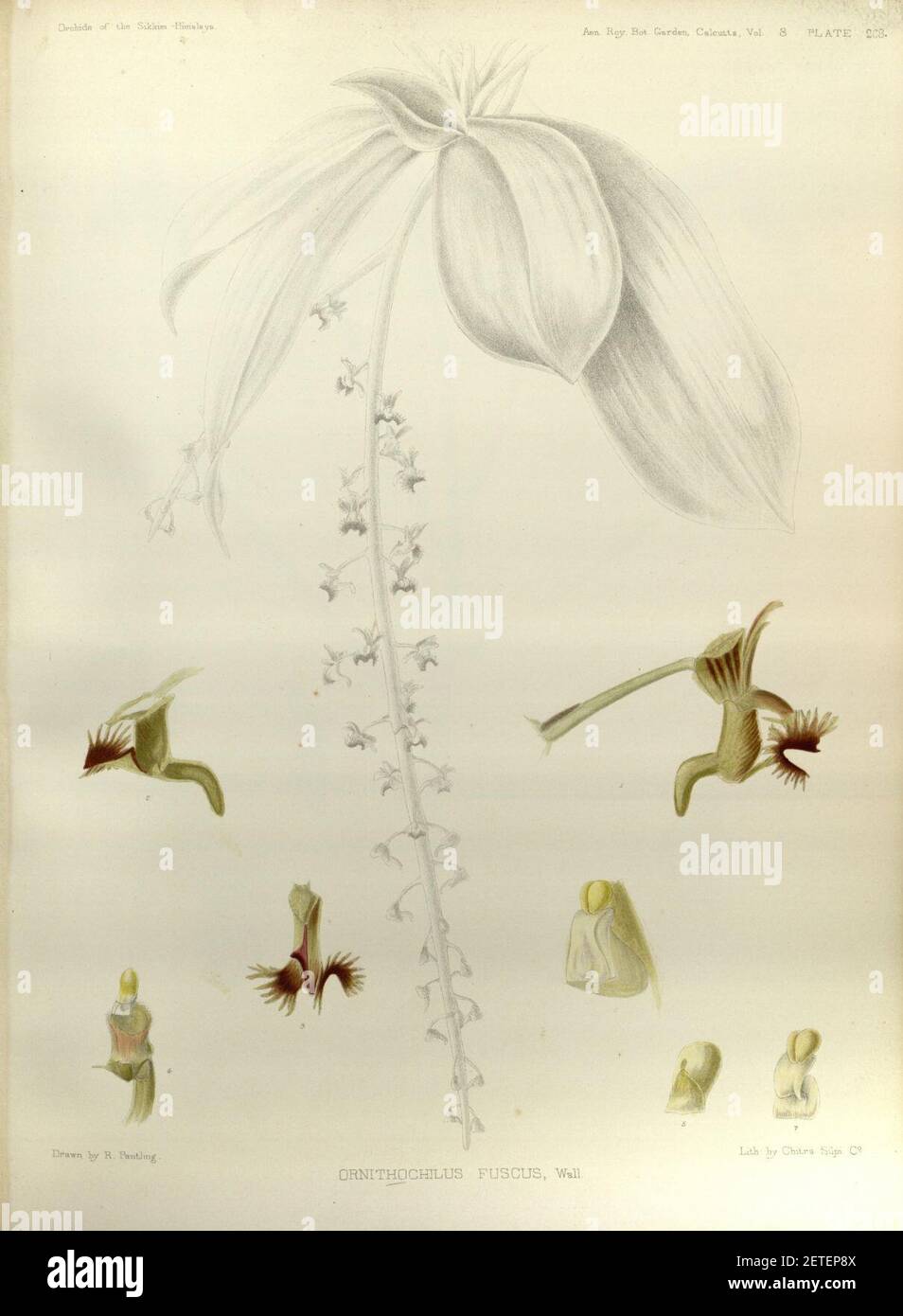 Phalaenopsis difformis var. difformis (as Ornithochilus fuscus) - The Orchids of the Sikkim-Himalaya pl 268 (1898). Stock Photo