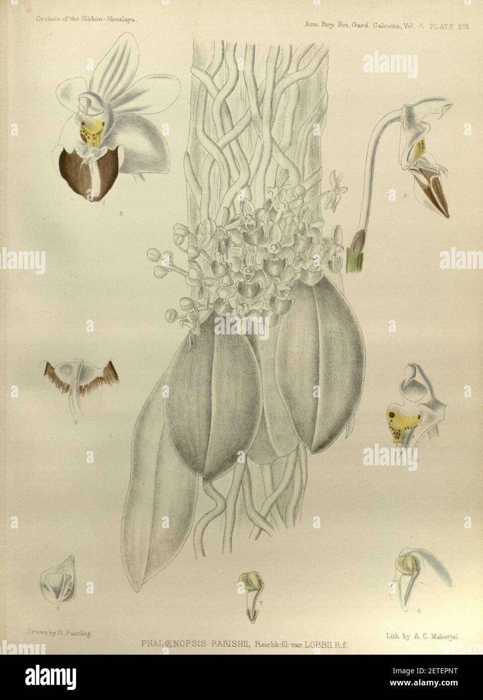 Phalaenopsis lobbii (as Phalaenopsis parishii) - The Orchids of the Sikkim-Himalaya pl 263 (1889). Stock Photo