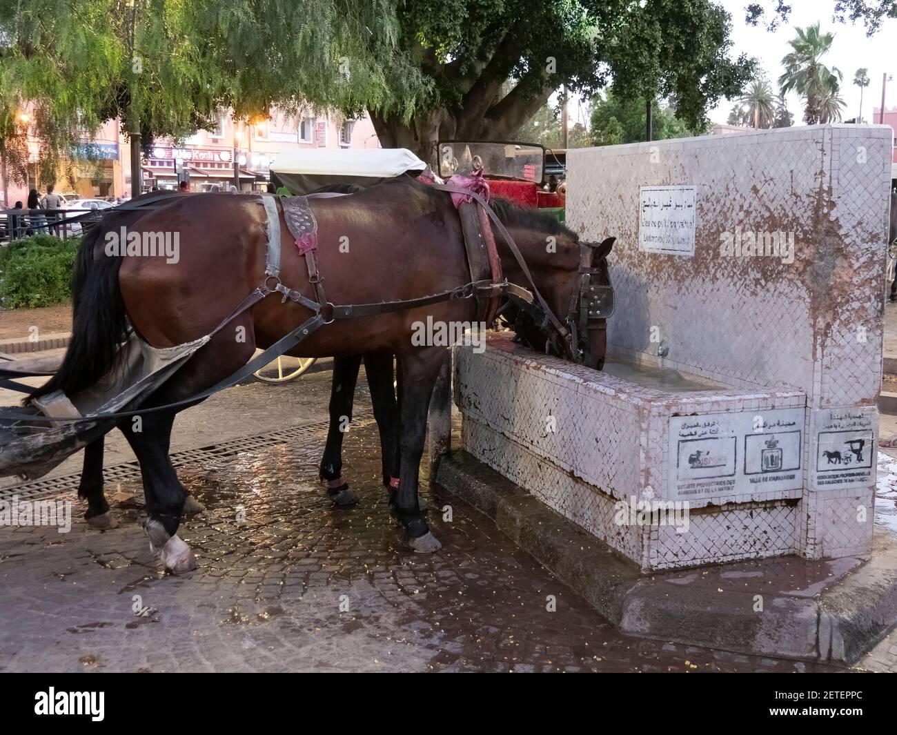 two horses with carriage at a water trough near the main market in