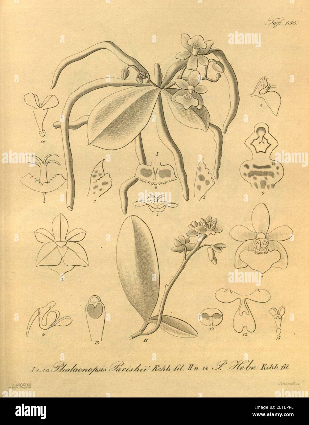 Phalaenopsis parishii and Phalaenopsis deliciosa (as Phalaenopsis hebe)-Xenia. Stock Photo