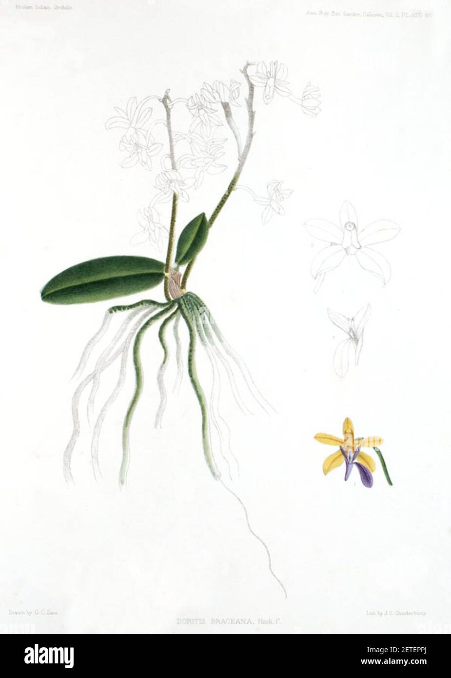 Phalaenopsis taenialis (as Doritis braceana) - A Century of Indian Orchids pl 60 (1895). Stock Photo