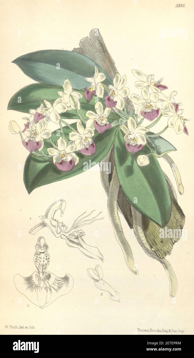 Phalaenopsis parishii - Curtis' 96 (Ser. 3 no. 26) pl. 5815 (1870). Stock Photo