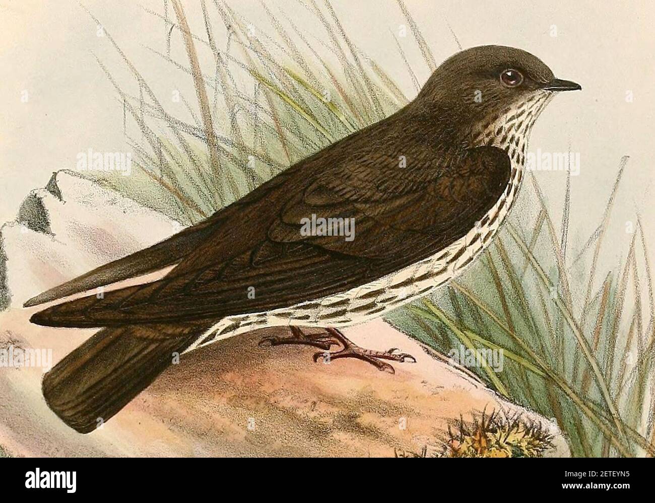 Phedina brazzae 1894 (cropped Stock Photo Alamy