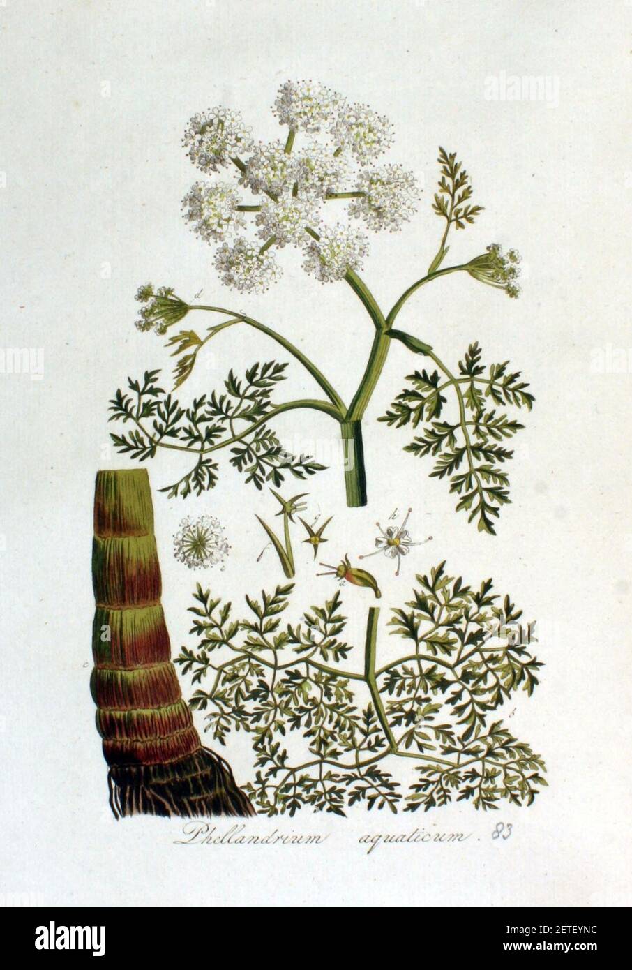 Phellandrium aquaticum — Flora Batava — Volume v2. Stock Photo