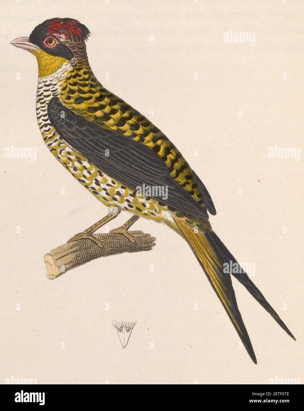 Phibalura flavirostris 1838. Stock Photo