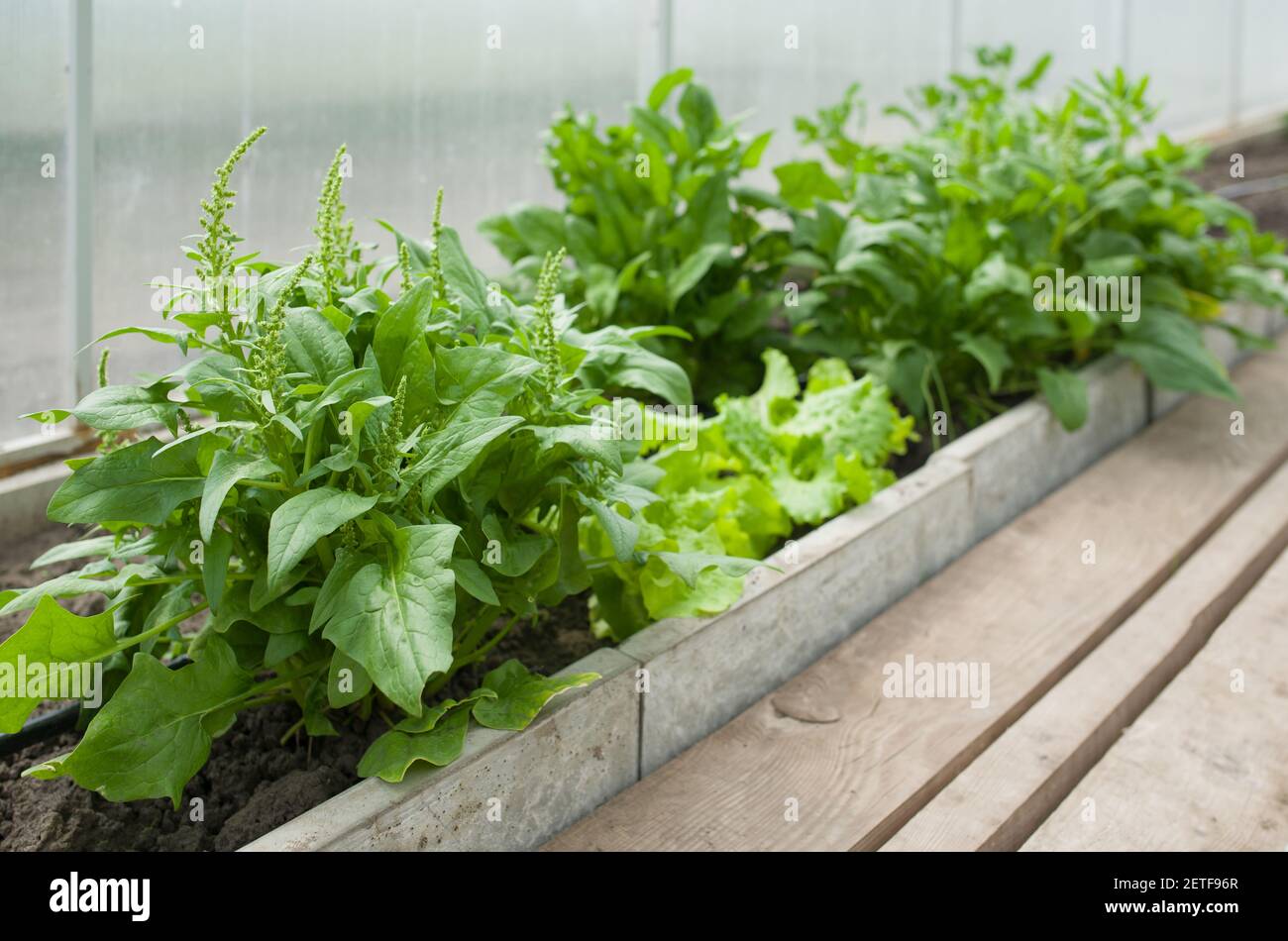 Fresh organic spinach growing in a greenhouse. Stock Photo