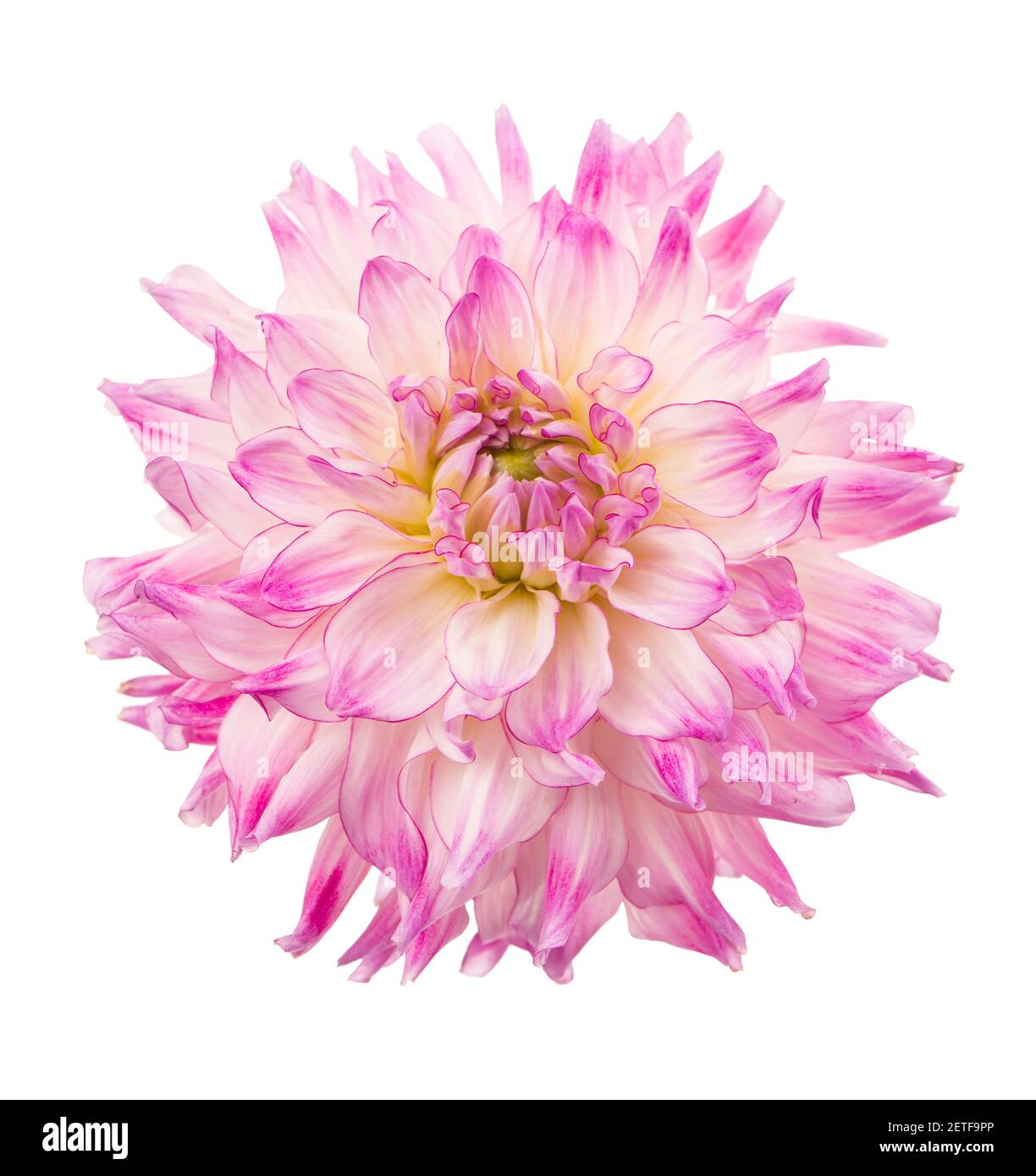 Deautiful flower dahlia isolated on a white background Stock Photo - Alamy