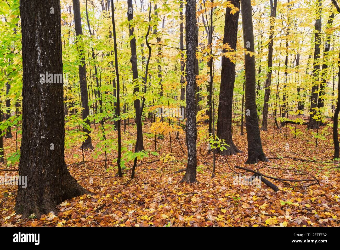 Brownish green trees hi-res stock photography and images - Alamy