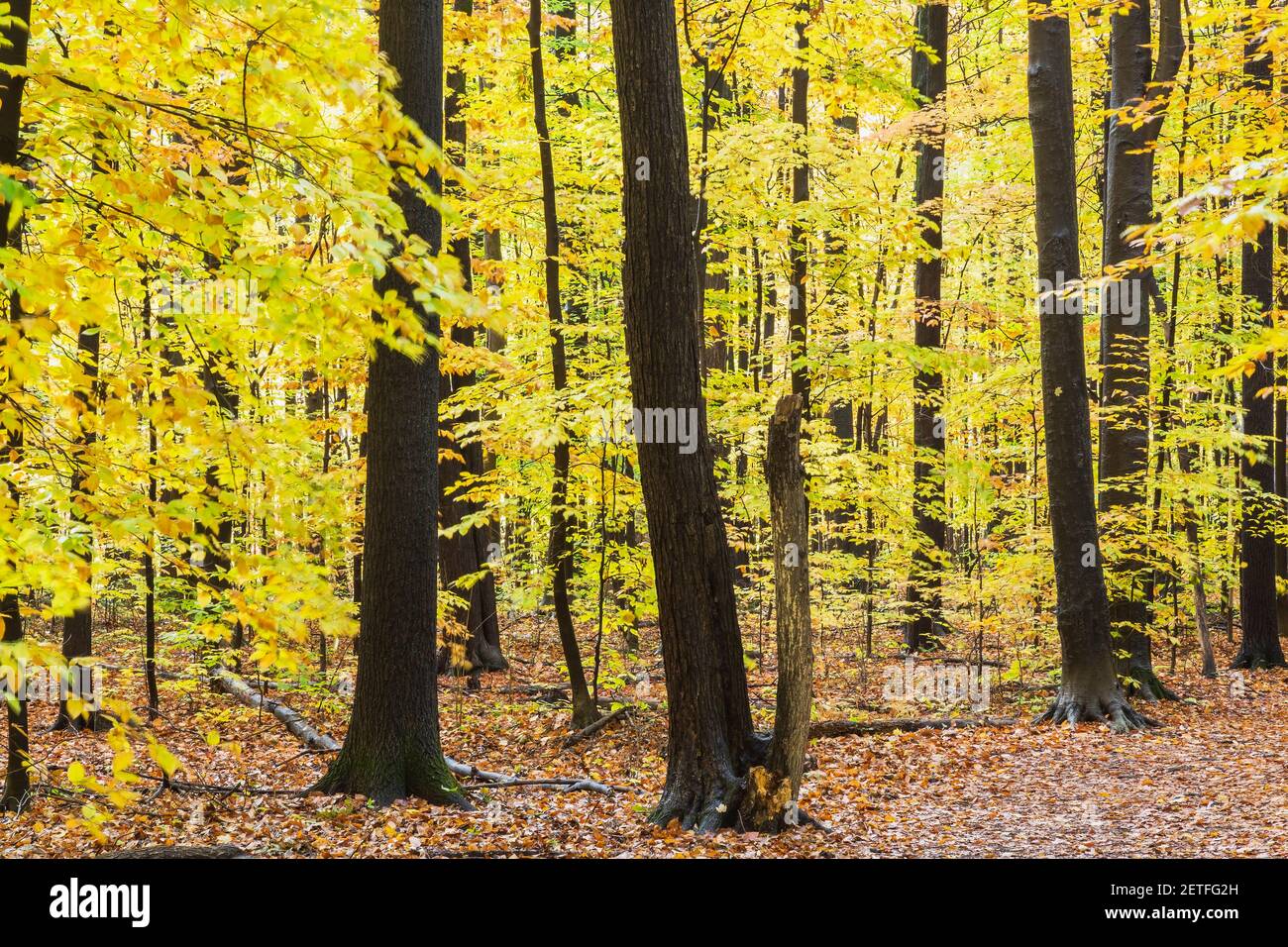 Forest of mixed deciduous trees in autumn Stock Photo Alamy