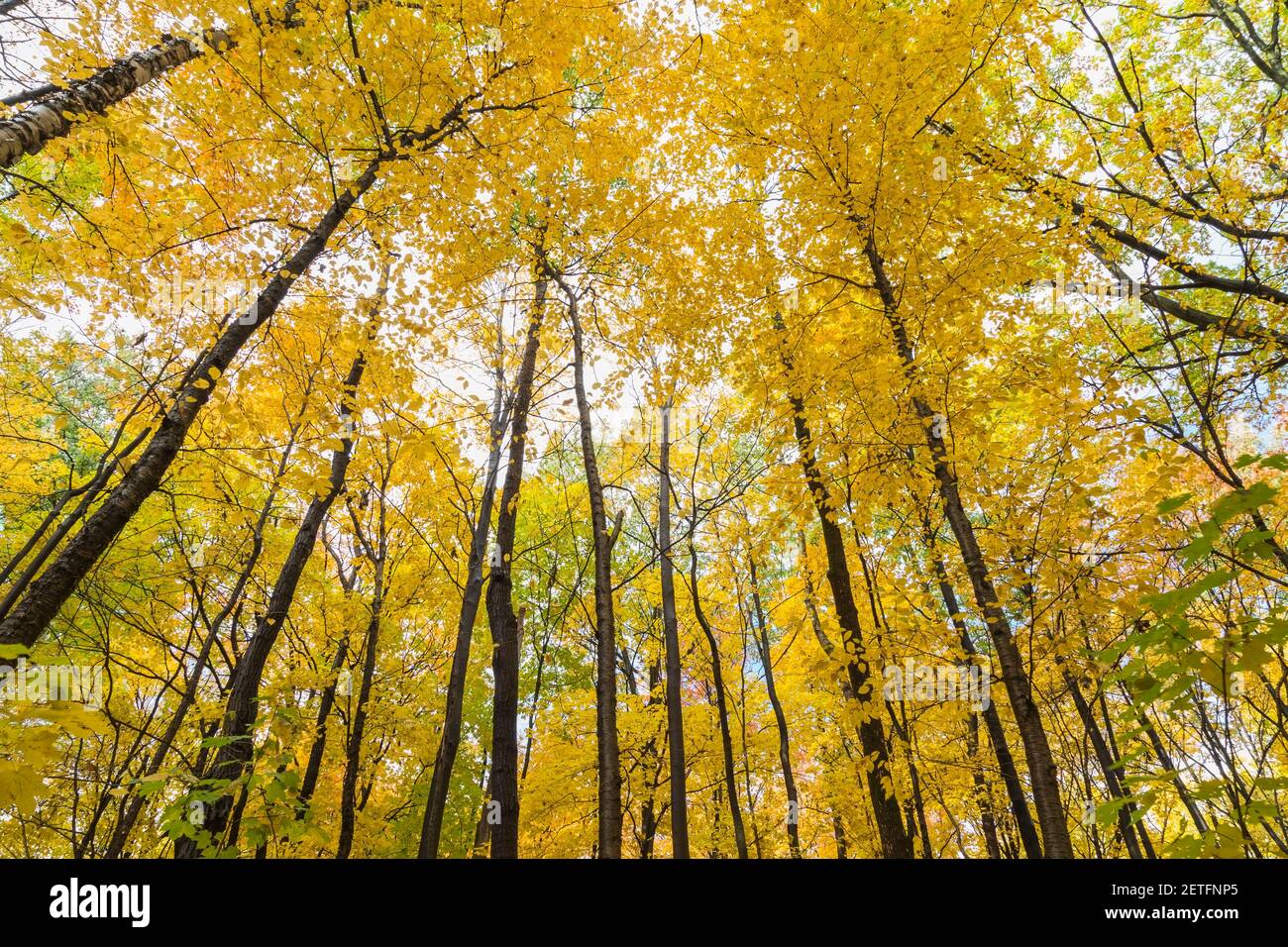 Mixed deciduous trees hires stock photography and images Alamy