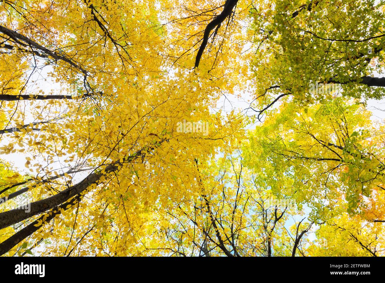 Mixed deciduous trees hires stock photography and images Alamy