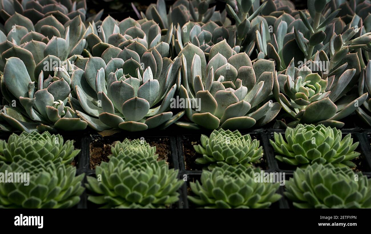 Succulent plants on display.. Stock Photo