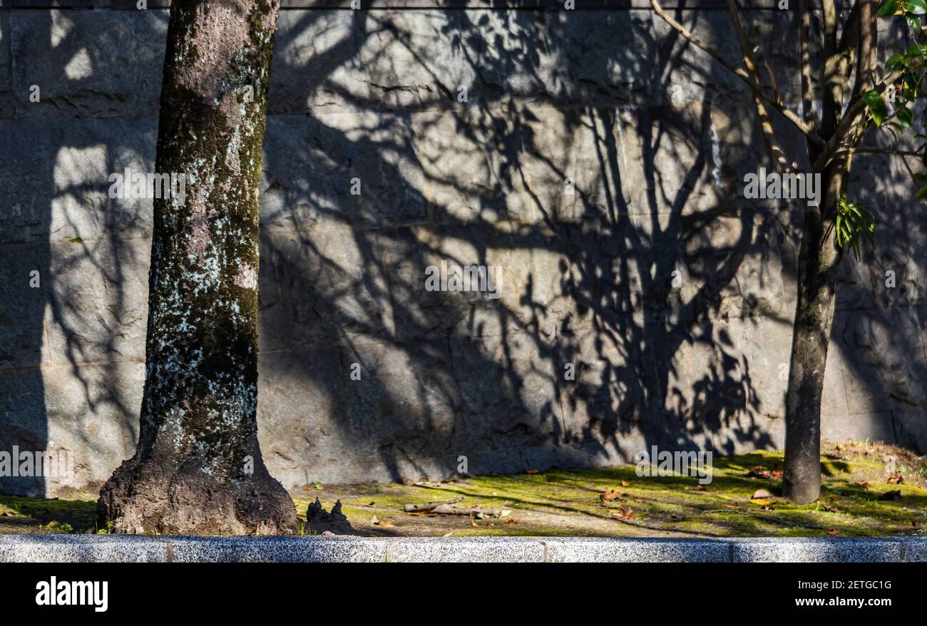 Trees create pattern shadows hi-res stock photography and images - Alamy