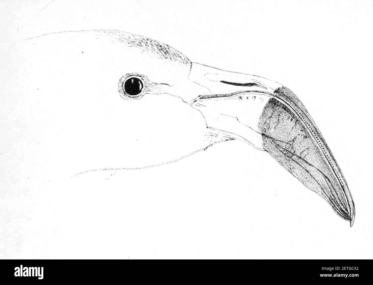 Phoenicopterus chilensis head 1869. Stock Photo