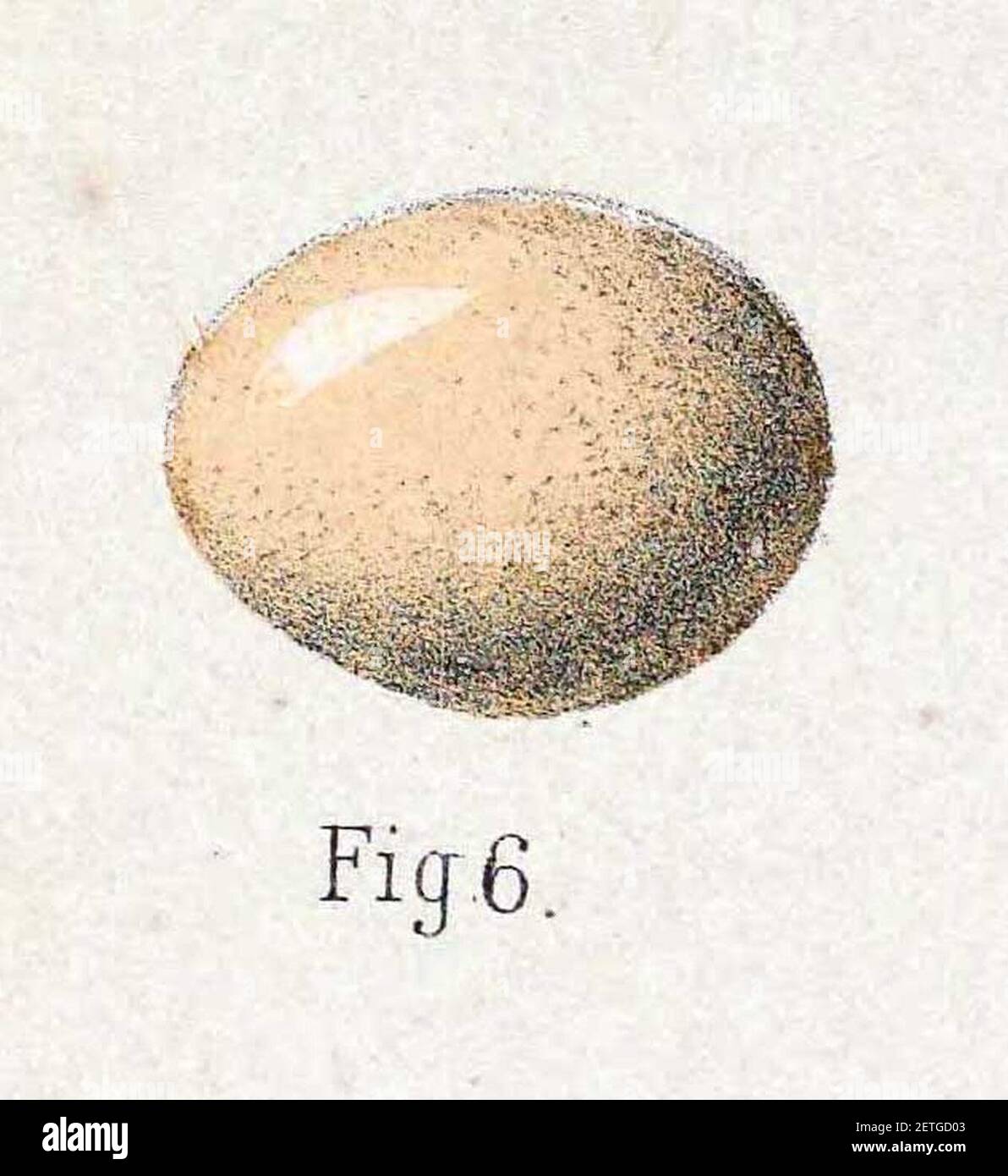 Phoenicurus schisticeps egg 1889. Stock Photo