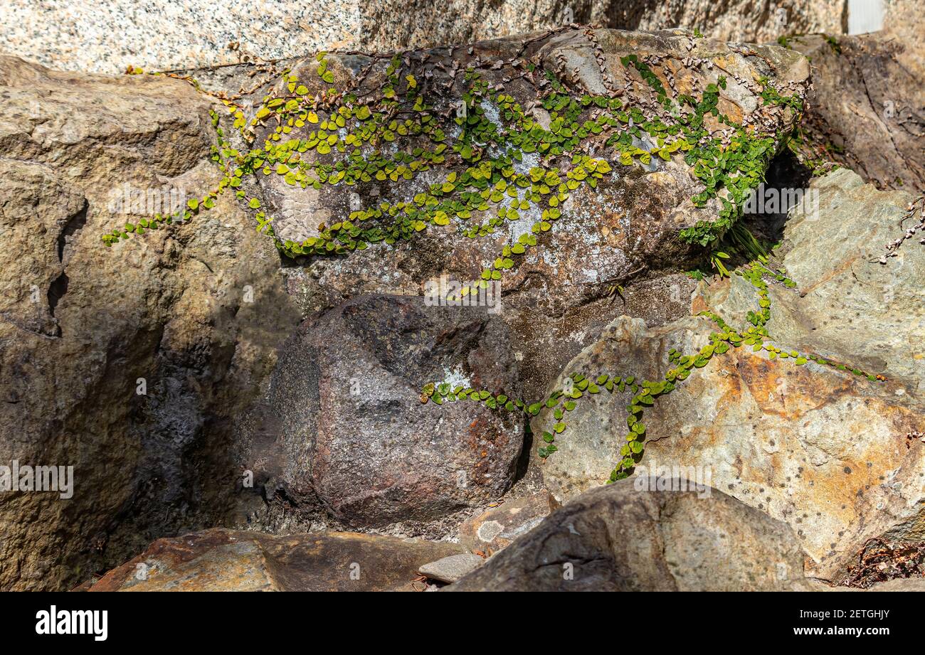 A green climbing plant, slowly, but surely, conquers a huge rock Stock ...