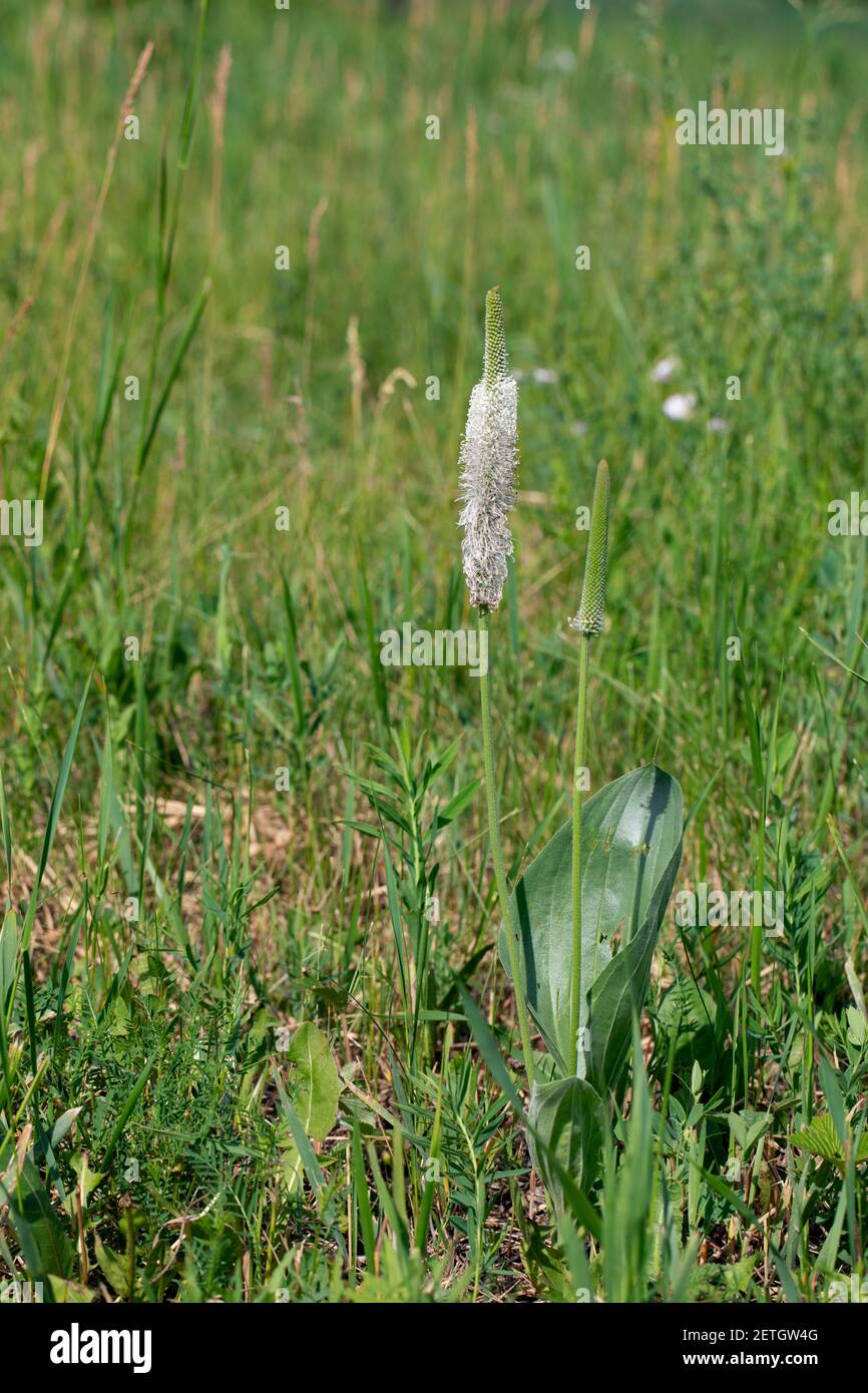 Blooming plantain (psyllium) flower with big leaves in outdoor green background. herbal medicine and botany concept. Plantago major, broadleaf plantai Stock Photo