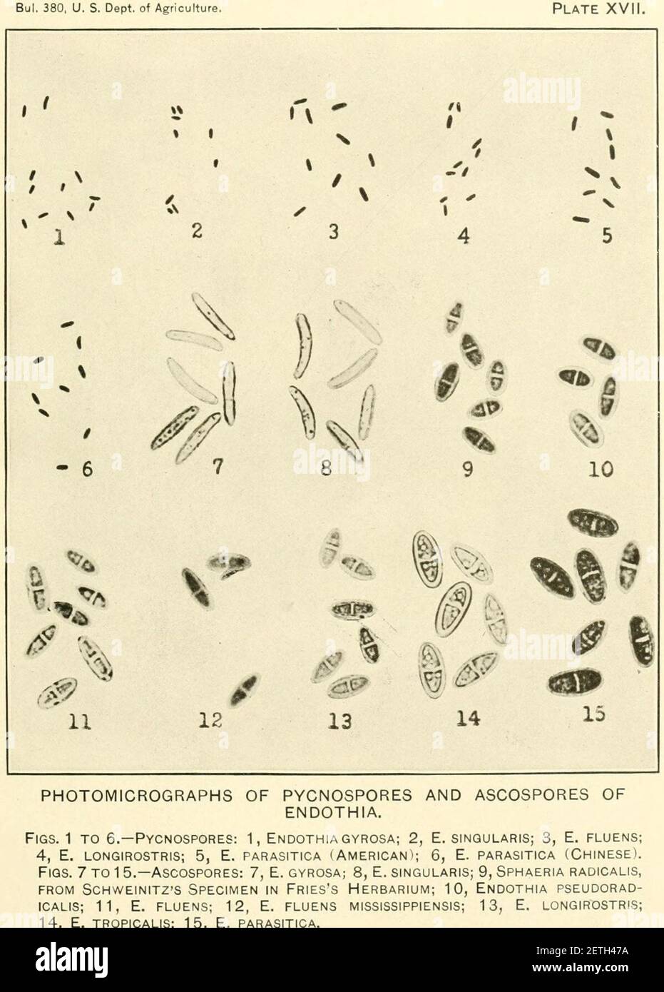 Photomicrographs of pycnospores and ascospores of Endothia. Stock Photo