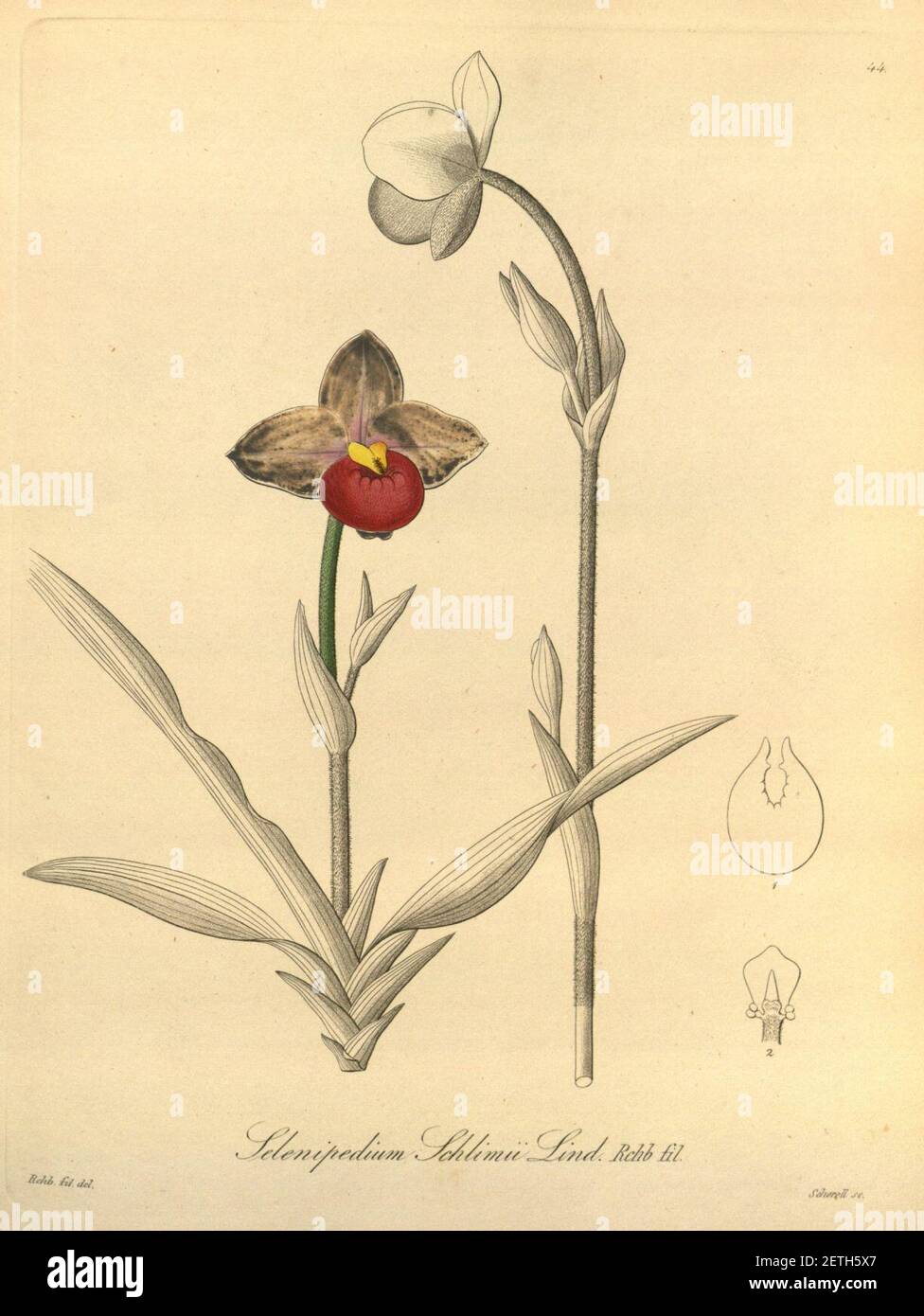 Phragmipedium schlimii (as Selenipedium schlimii)-Xenia 1-44 (1858). Stock Photo