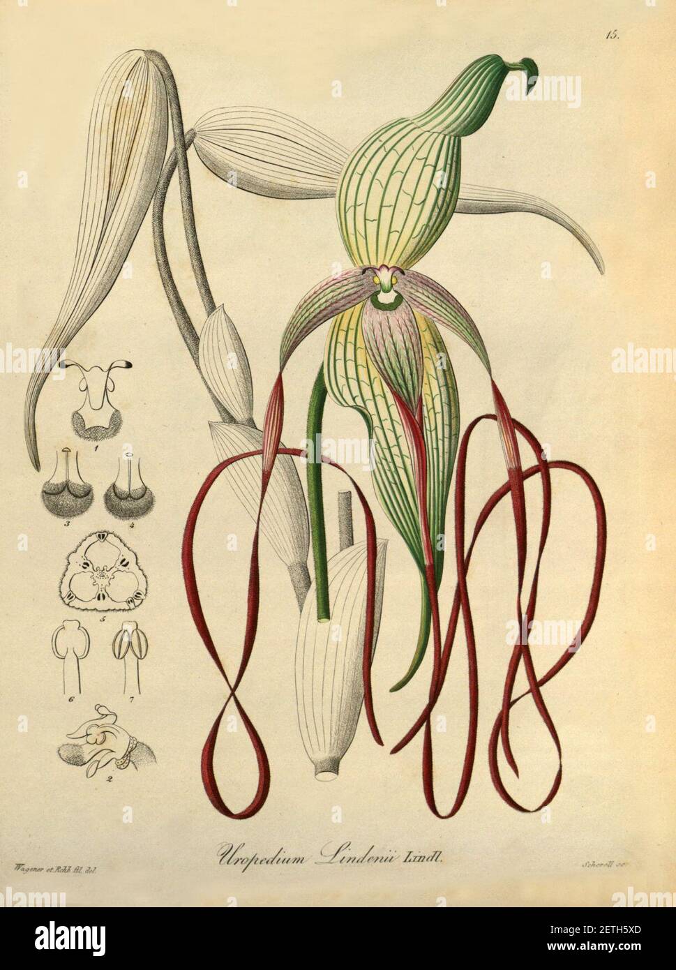 Phragmipedium lindenii (as Uropedium lindenii) - Xenia vol 1 pl 15 (1858). Stock Photo