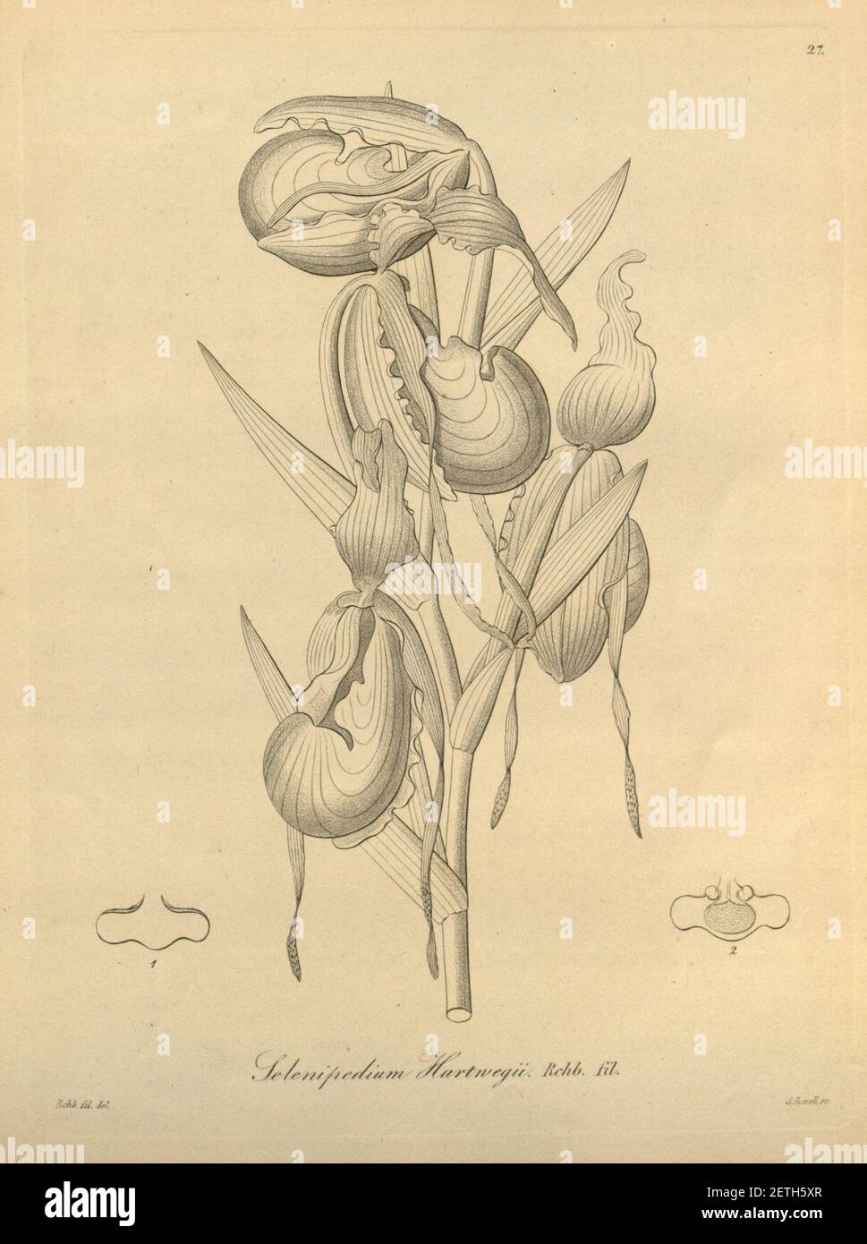Phragmipedium longifolium (as Selenipedium hartwegii)-Xenia 1-27 (1858). Stock Photo