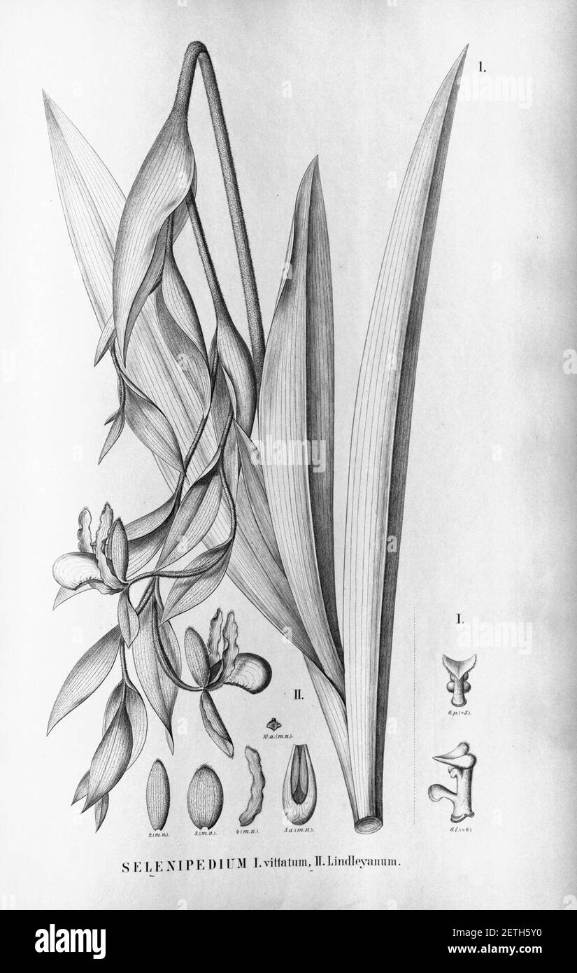 Phragmipedium vittatum (as Selenipedium vittatum)-Phragmipedium lindleyanum (as Selenipedium lindleyanum) Fl.Br. 3-4-1. Stock Photo