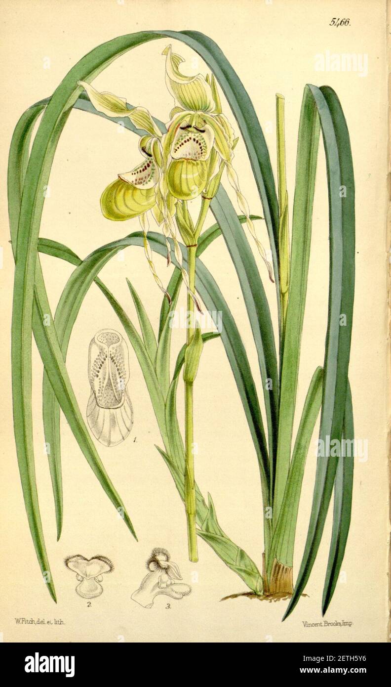 Phragmipedium caricinum (as Cypripedium caricinum) - Curtis' 90 (Ser. 3 no. 20) pl. 5466 (1864). Stock Photo